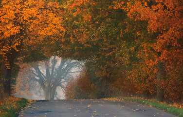 Jesienna Aleja barwnych Drzew  O świcie 