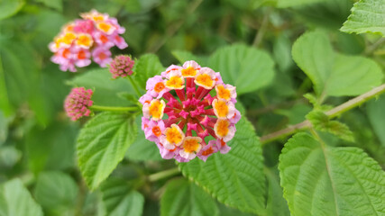 Blooming Lantana Flowers with Green Leaves on Defocus Background. Central Java Indonesia.