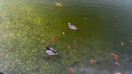 dzika kaczka oraz kolorowe ryby w stawie © Józef