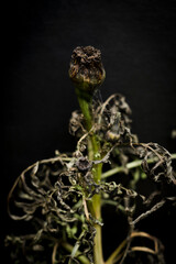 faded flowers on black background