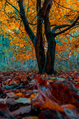 Single orange tree in forest with falling autumn leaves