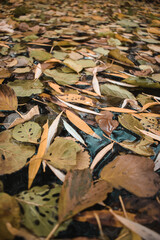 leaves on the ground
