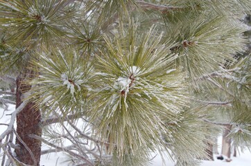 Ponderosa Pine Branch