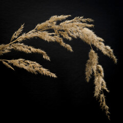 faded grass on black background