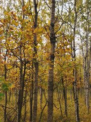 Fototapeta na wymiar Beautiful view of a Hiking trail at Assiniboine Forest on an autumn day in Winnipeg, Manitoba, Canada