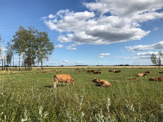 Cows in countryside