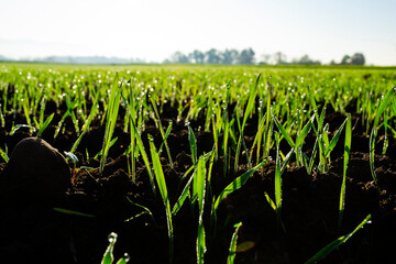 Clouse-up of young green sprouts of wheat or others grain crops sprouting from soil. Young green...