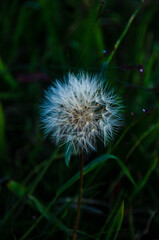 dandelion seed head
