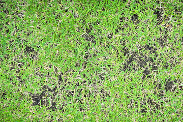 Green and yellow grass texture Brown patch is caused by the destruction of fungus Rhizoctonia Solani grass leaf change from green to dead brown in a circle lawn texture background dead dry grass.
