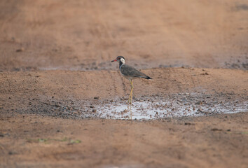 Red-wattled lapwing standing on an open land