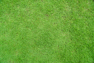 Green grass texture background, Top view of grass garden Ideal concept used for making green flooring, lawn for a training football pitch, Grass Golf Courses green lawn pattern textured background.