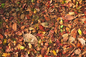 dry leaf in hand and soft focus floor in autumn season