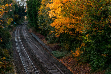 Fototapeta na wymiar Empty railroad throught the orange autumn forest or park