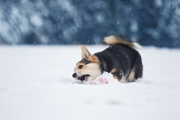 corgi dog playing in the snow in winter
