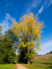 Italia, Toscana, Firenze, campagna di Cerbaia con i colori dell'autunno e vigneti.