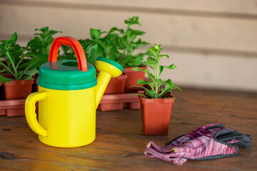 Planting flower seedlings. A set of garden tools on a wooden background