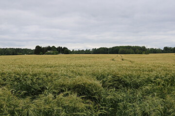 field of wheat and sky