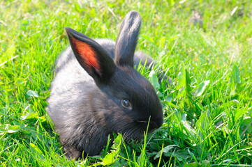 spring rabbit in a green field, easter symbol,