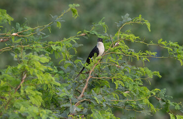 Jacobin cuckoo sitting in a bush