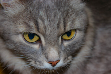 Portrait of a grey cat