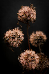 faded flowers on black background
