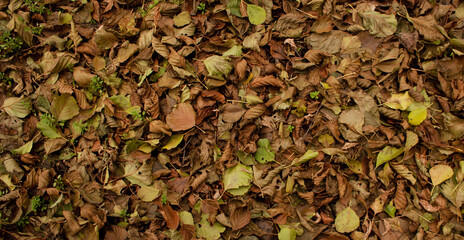 Full screen yellow brown autumn leaves