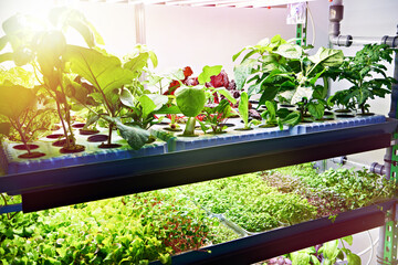 Young plants on exhibition of agriculture