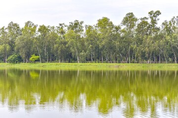 Lake with Reflection of Trees