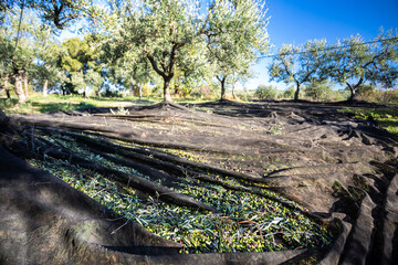 Raccolta olive verdi in Puglia