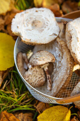 A basket with a wooden handle in which edible mushrooms lie umbrellas stands on fallen yellow leaves. Close-up.