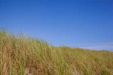 Fototapeta premium Beach grass