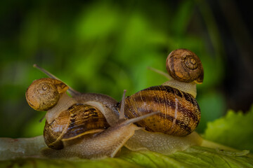 Familia de caracoles en viaje