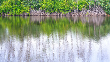 Selective focus at many Buttress roots of mangrove trees are growing in coastal forest with blurred reflection on sea surface