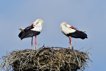 Weißstörche bei der Balz in der Oberlausitz