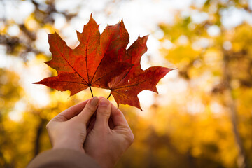 Couple in love holding with hands two red maple tree leaves in park. Concept of autumn weather and...