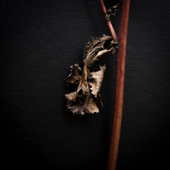 faded leave on black background
