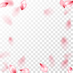 Pink sakura petals falling vector graphics.