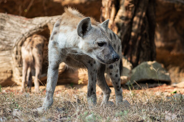 Fototapeta premium Hyena