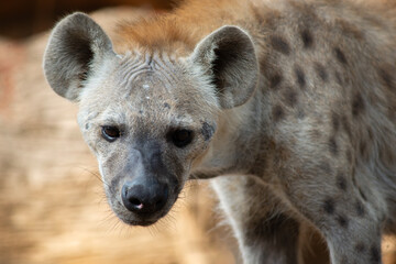 Hyena