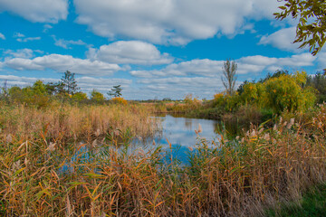 Autumn landscape, reeds at the lake