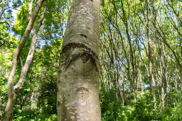 Fototapeta premium Eye, eyebrow and face of wisdom on one birch tree in spring lit urban woodland with trees in background
