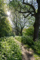 Path in community woodland lined with cow parsley in spring bloom in beautiful sunlight