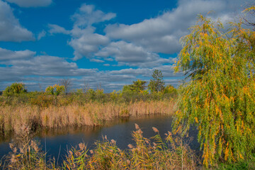 landscape with lake and trees