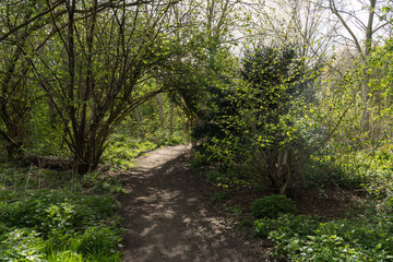 Fototapeta na wymiar Tunnel through sunny spring lit trees in community woodland in Hackney