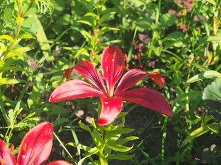 Bright red petals of a Lily blooming in the garden.