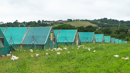 Rows of chicken shacks on a poultry farm in southern England