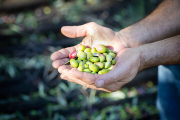 Olive verdi in mano
