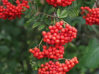 Rowan Tree with Red Berries 