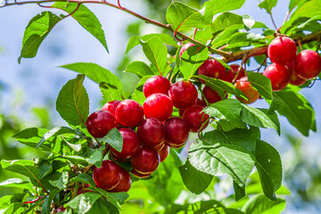 Cherry-plum tree with bright red fruits growing in the garden