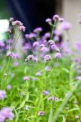 Beautiful purple flower with blur background